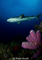 Reef Shark Swimming Over the Reef by Matt Heath 